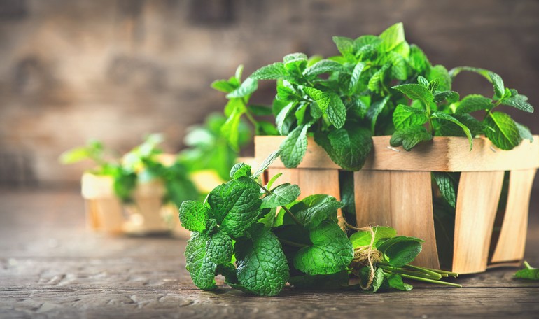 The secret of mint to fight the heat