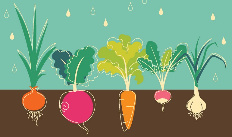Le radici: un cibo ricco di storia