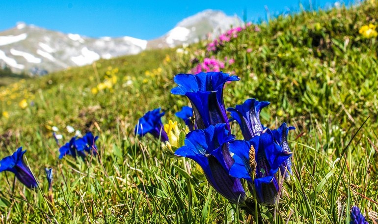La genziana, panacea delle Alpi