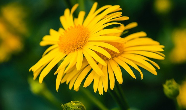 Arnica: the plant of the gods