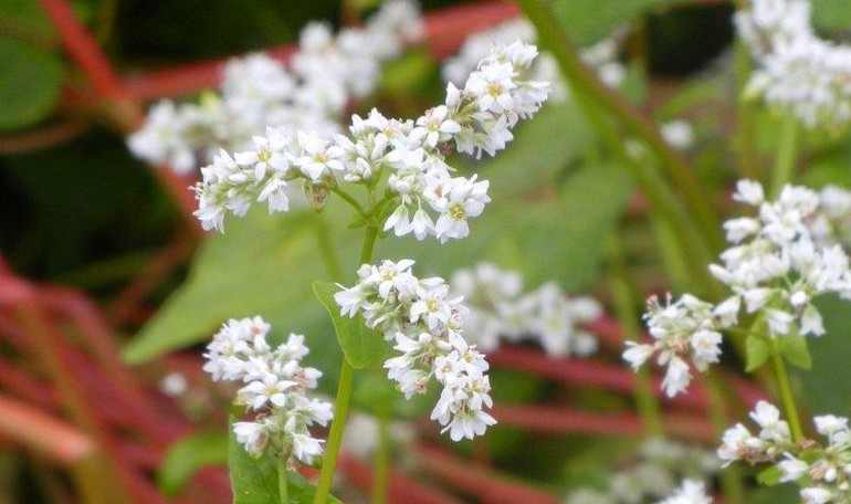 The buckwheat