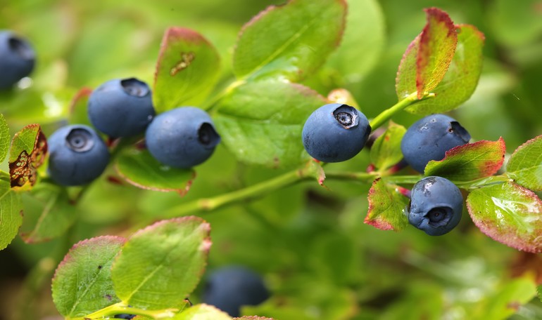 Let's talk about blueberries...