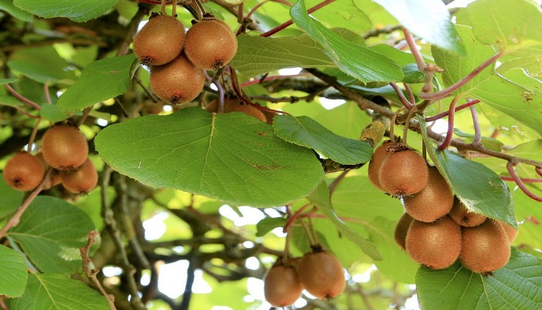 Kiwi: smeraldi allo stato grezzo.