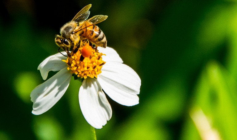 Polline e pappa reale: un aiuto per l’inverno