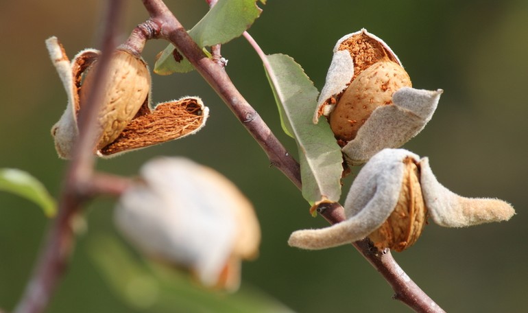 Mandorle: frutti antichi che si perdono nel mito