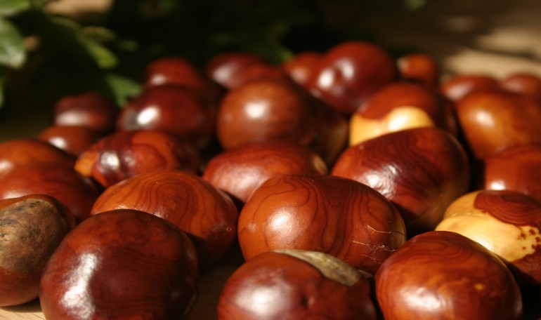 Il castagno ed i suoi frutti