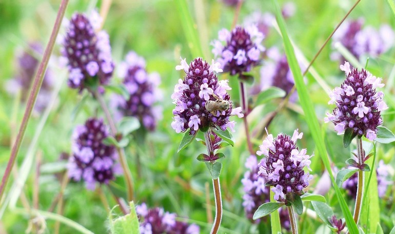 Timo: l’aromatica perfetta per ogni giardino