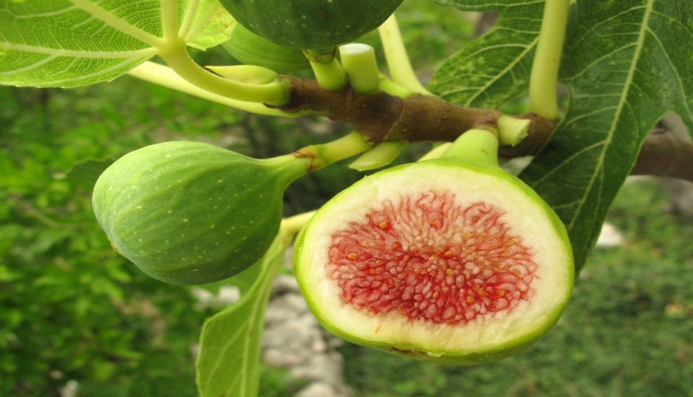 I fichi: delizie in cucina