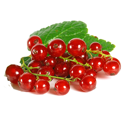 Red-currant