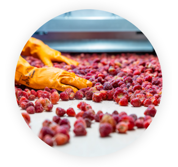 La selezione La frutta, prelevata dalle celle frigorifero, viene sottoposta a cernita manuale su apposito tavolo di selezione: in questo modo gli esperti Vis garantiscono che venga utilizzata solo la frutta migliore: matura, pulita e senza ammaccature.