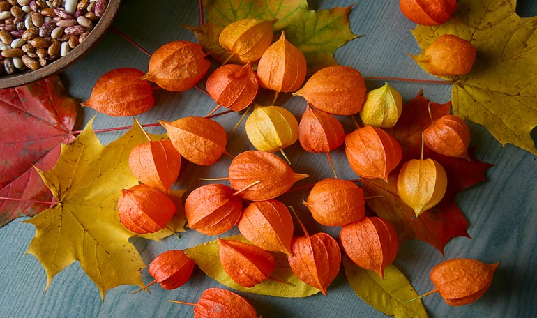 Bladder cherry: the mysterious berry