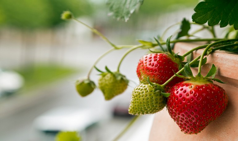 Strawberry: queen of spring