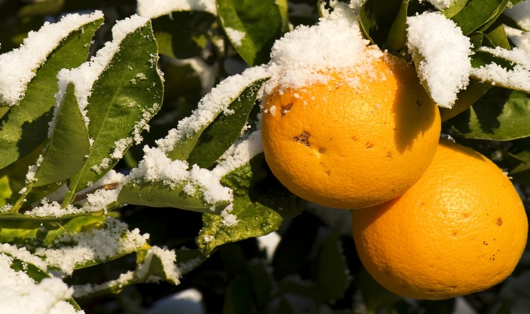 L'arancia: il frutto del sole in pieno inverno